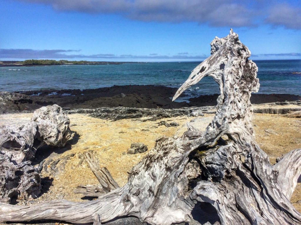 A Galapagos island visited as a result of financial independence