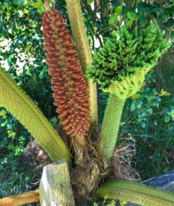 Chilean Rhubarb in Chiloe Chile