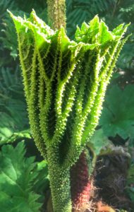 Prickly Chilean Rhubarb in Chiloe Chile