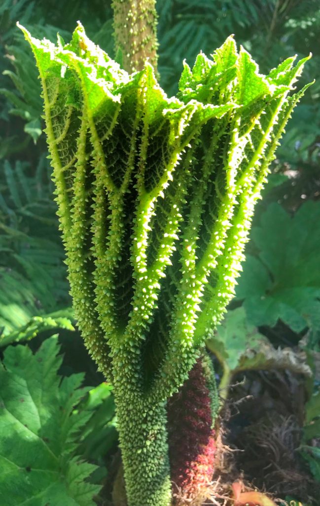 Prickly Chilean Rhubarb in Chiloe Chile