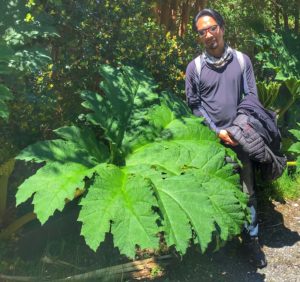 Large leaf of the Chilean Rhubarb in Chiloe Chile