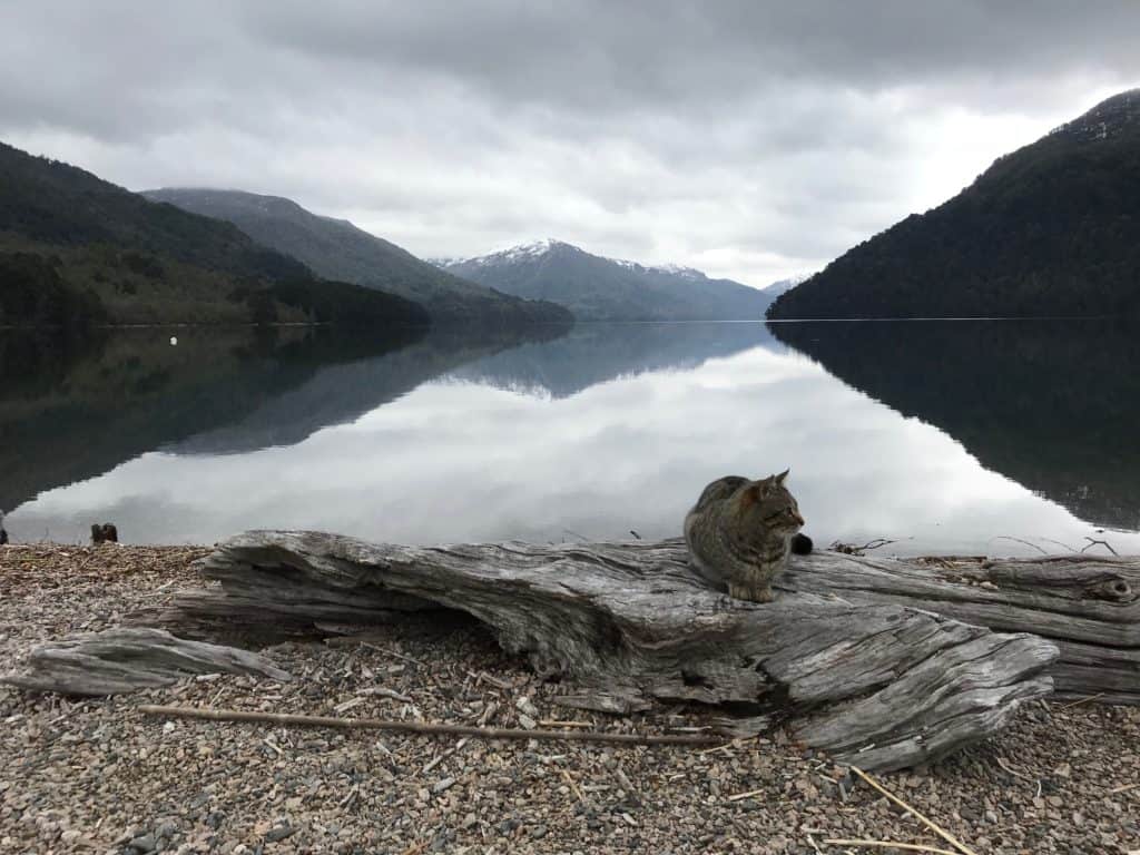 cat sitting in front of largo Hermosa