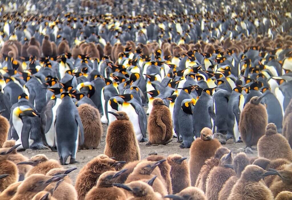 King Penguins in South Georgia