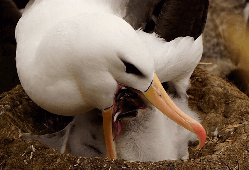 Albatross photo by Massimo Bassano of Albatross Expeditions