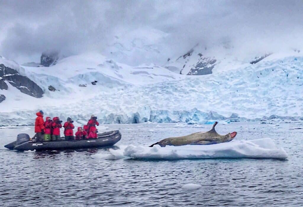 Leopard Seal next to an expedition boat