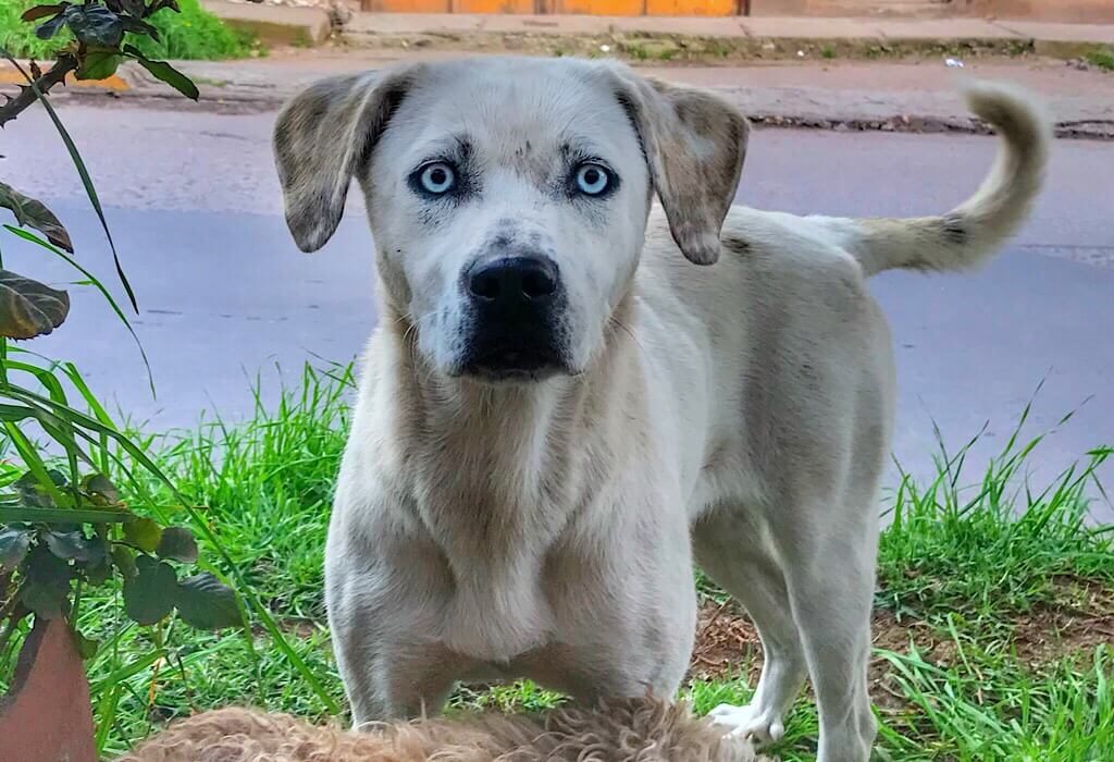 A white street dog in Peru with blue eyes