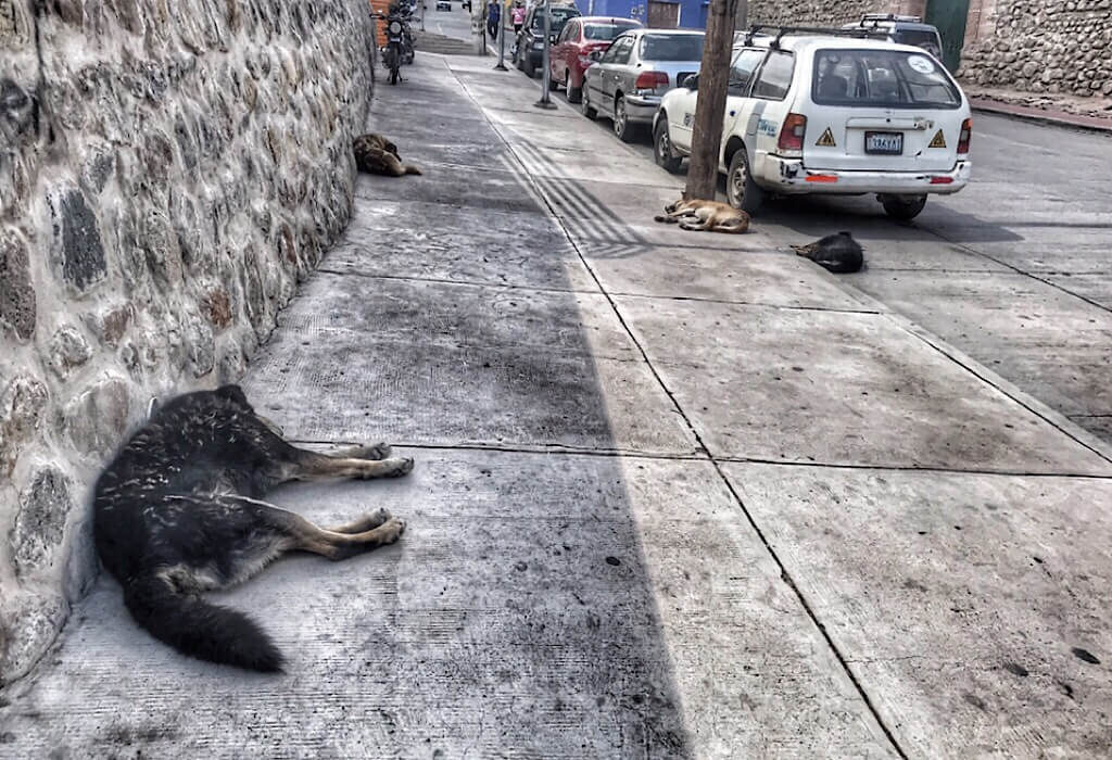 Dogs on the streets