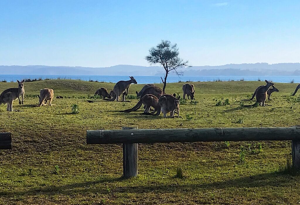 Kangaroos in a field by the ocean