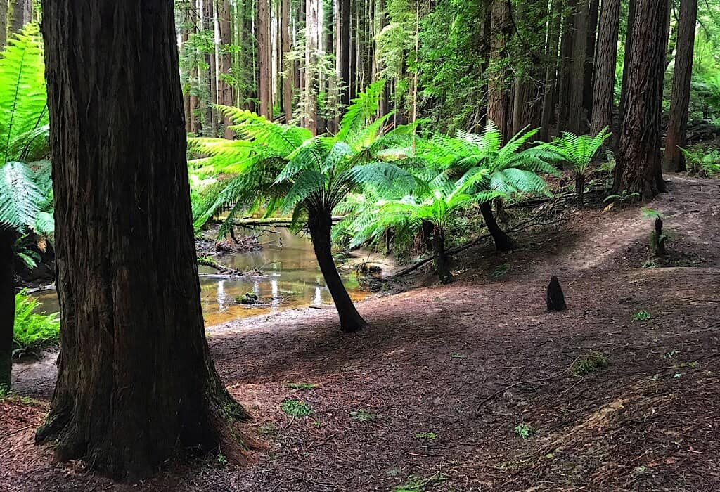 Fern trees on the edge of the California Redwood forest, Otway NP, Victoria, Australia
