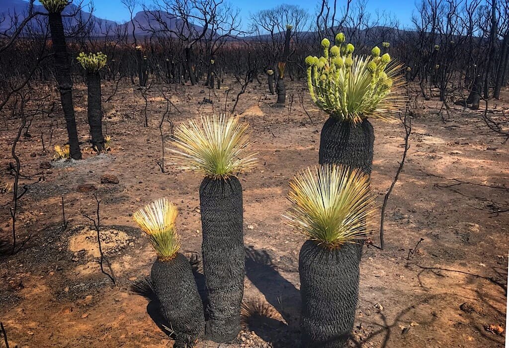 Grass trees sprouting new growth soon after the fires