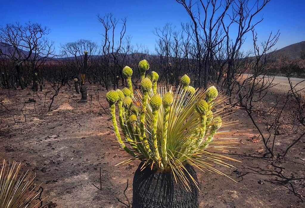 Budding grass in a recently burned out area