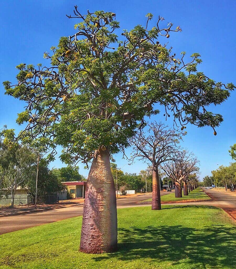 Boab trees in the center of Derby