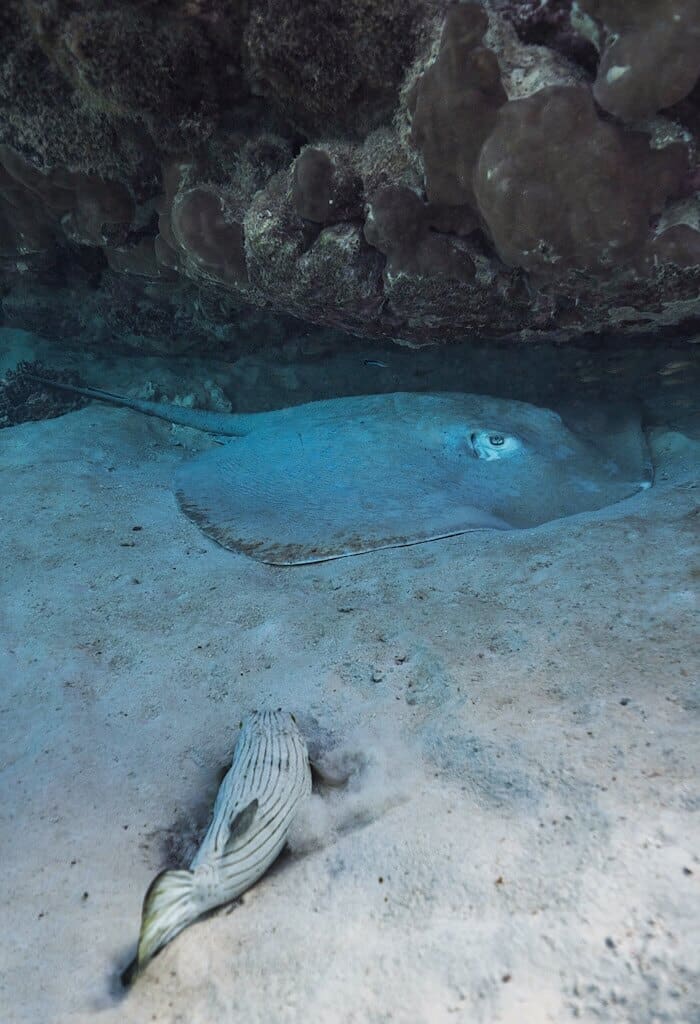 Sting Ray, fish, and coral