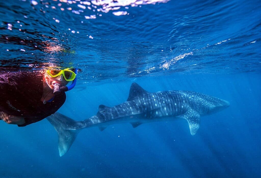 Bonnie swimming with a whale shark along the Ningaloo reef