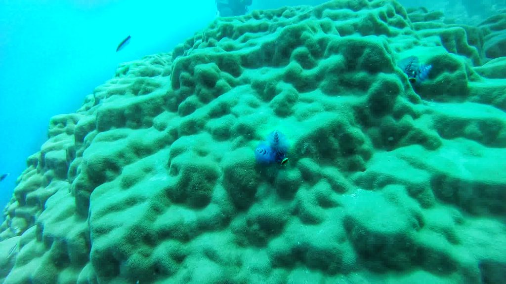 Blue Christmas tree worm on coral