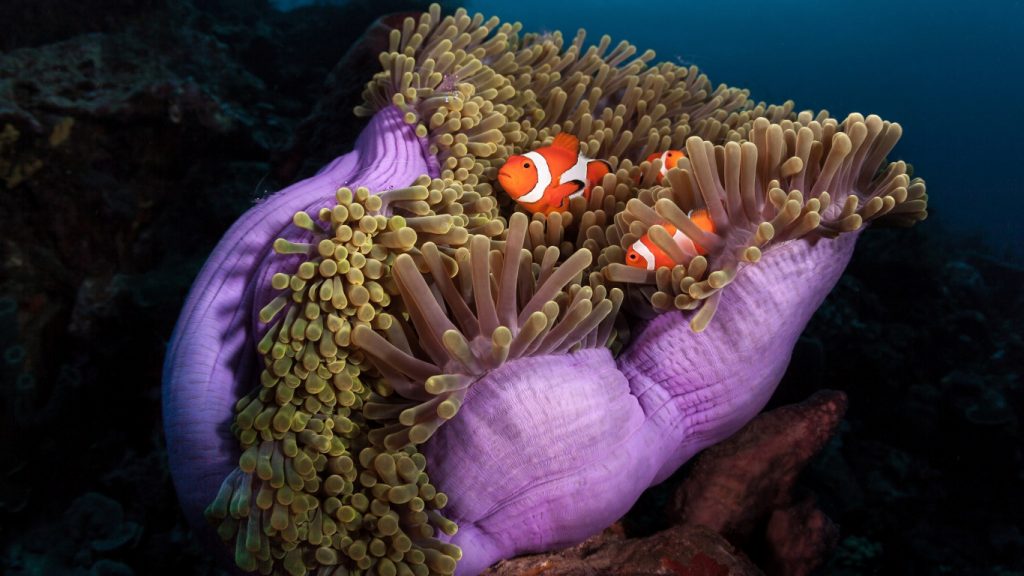 Clown Fish in an anemone