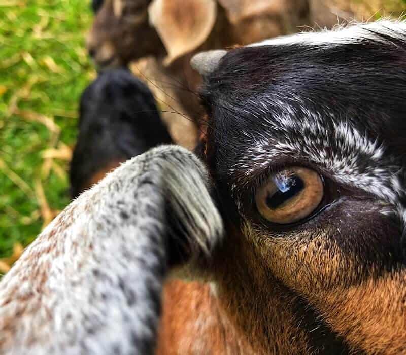 Close up of a baby goat looking into the camera