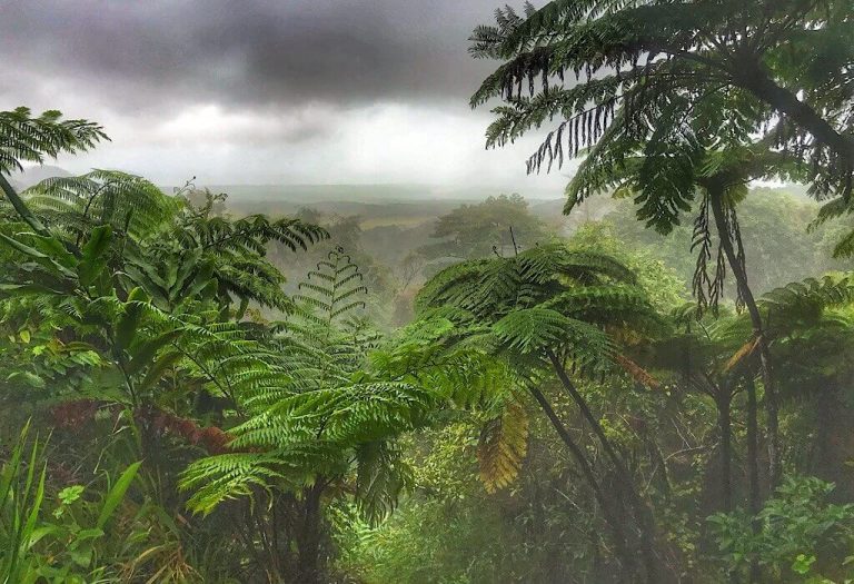 Lookout in the Daintree looking over the top of the canopy.