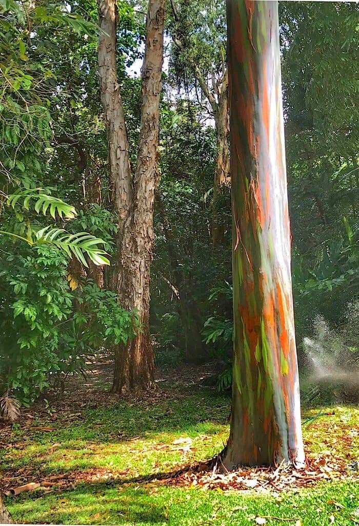 The multi colored trunk of a Karri Tree, Eucalyptus diversicolor.