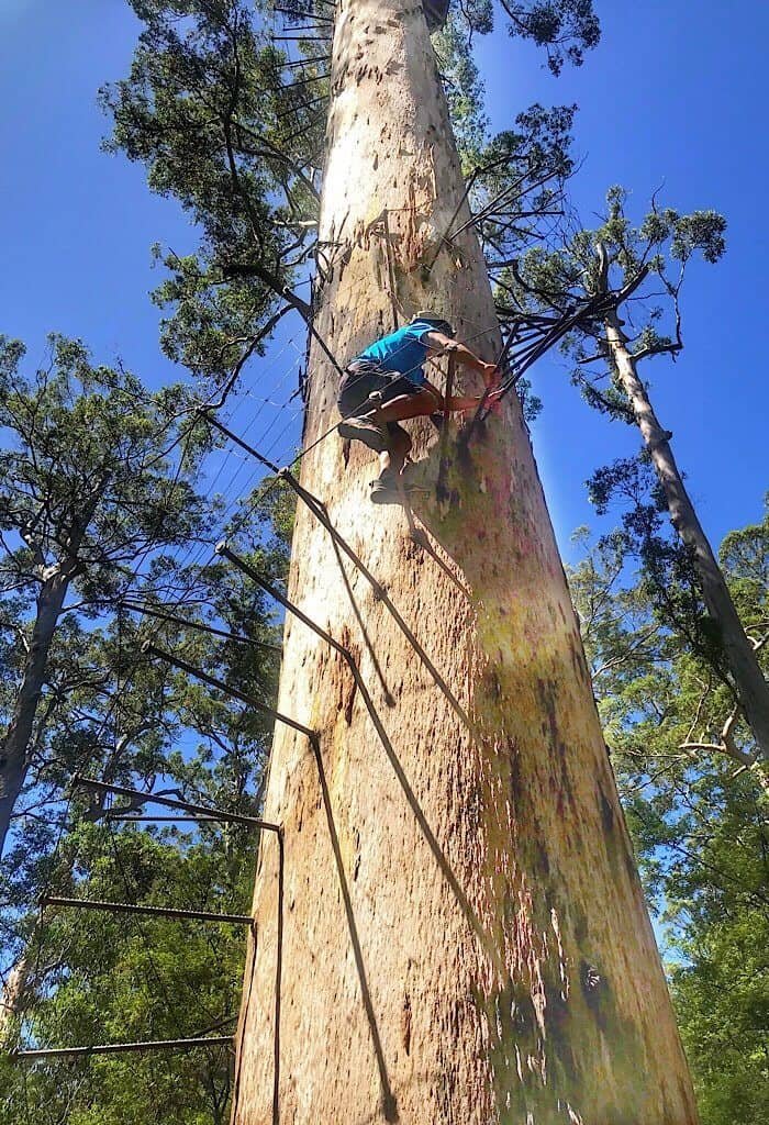 Trin climbing the Bicentennial Tree