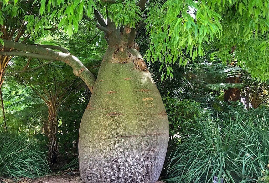 Boab Tree in Kings Garden, Perth