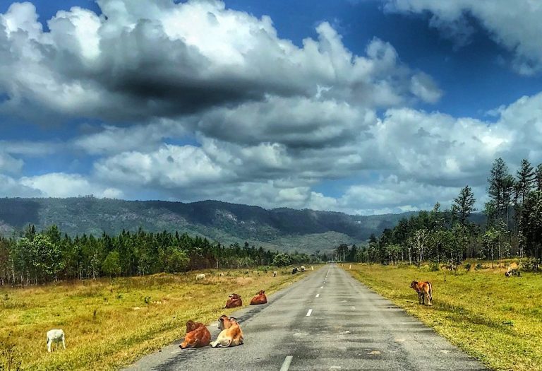 Cows laying on the road in rural Queensland, Australia