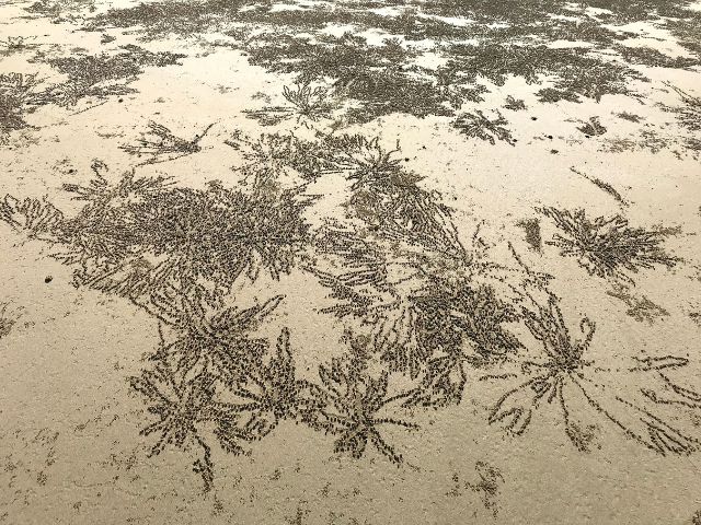 Art in the sand created by the crabs