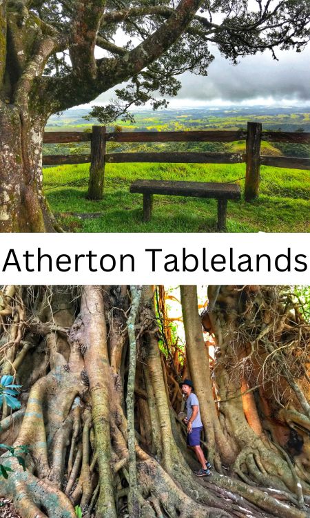 Viewpoint over a valley on the Atherton Tablelands and Trin in a mass of tree roots