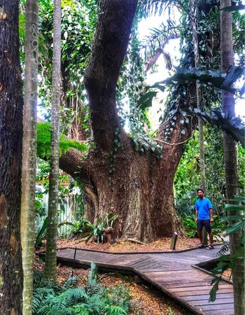 Massive tree in the Cairns Botanical Garden