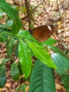 Butterfly on a leaf at Cape Hillsborough