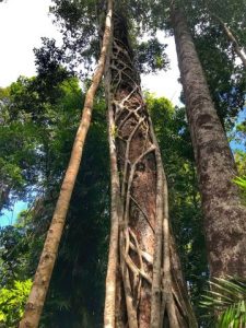 Fig vines in Finch Hatton Gorge