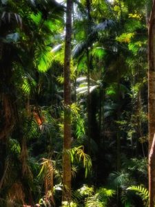 Wheel of fire walk in Finch Hatton Gorge