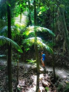 Trin on the Wheel of Fire Hike dwarfed by the ferns