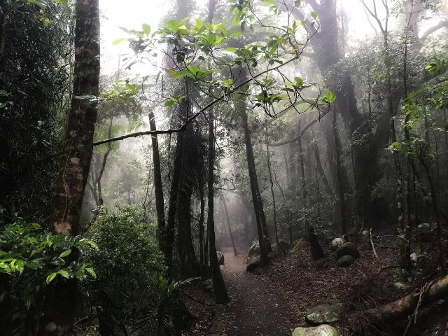 A misty trail through Springbrook National Park