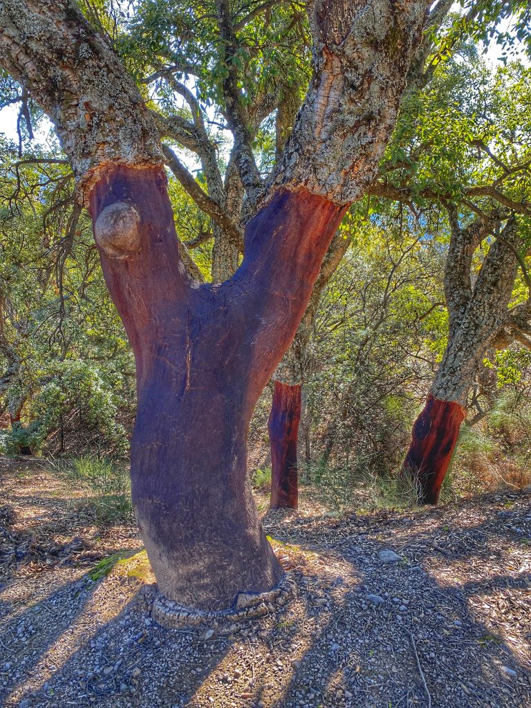 Cork Oak tree showing the trunk after cork harvest. Bark remains on the top and on all the branches. The trunk is a reddish color when the cork is first harvested.