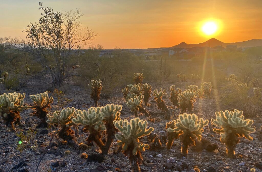 Arizona Sunset
