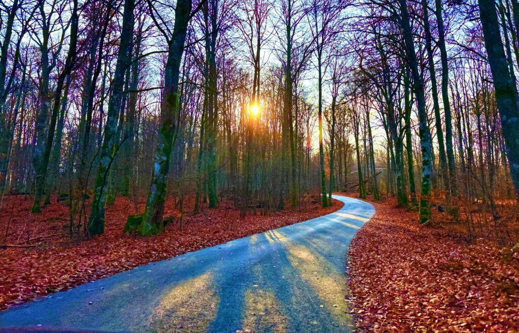 Sun setting in the Swedish fall woods