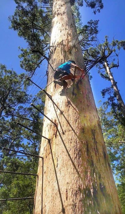 Trin climbing the Bicentennial Tree