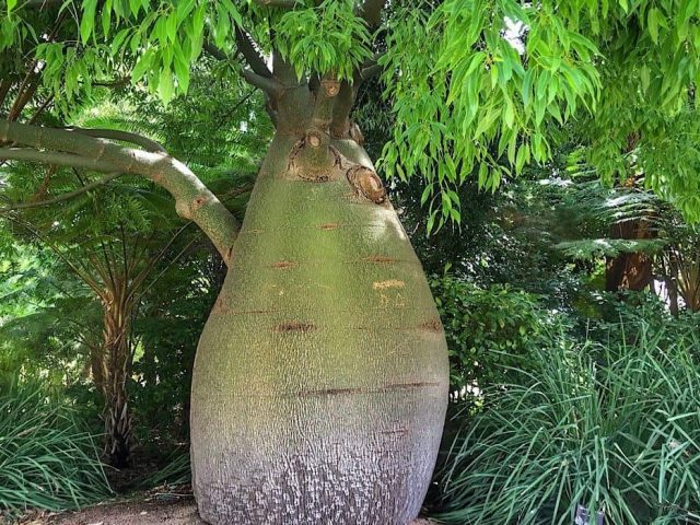 Boab Tree in Kings Garden, Perth