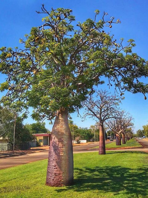Boab trees in the center of Derby