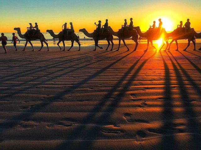 Camels on Cable Beach in Broome