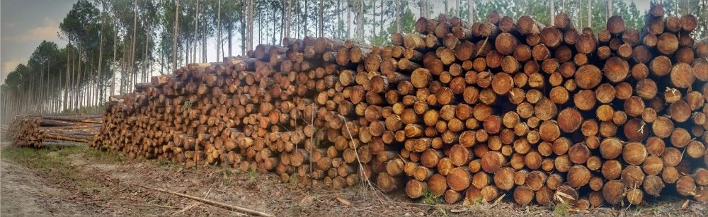 Stacks of harvested logs from the sustainable forestry in Australia