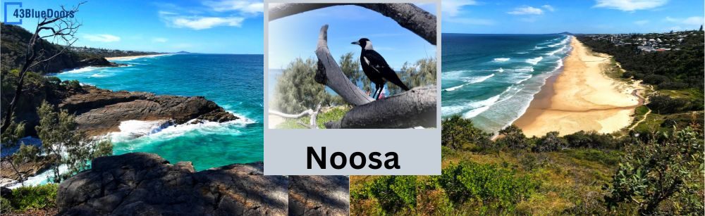Noosa coastline and Australian Magpie