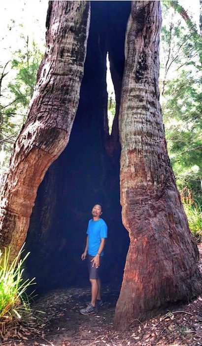 Trin standing inside a burned out Red Tingle - Eucalyptus Jacksonii
