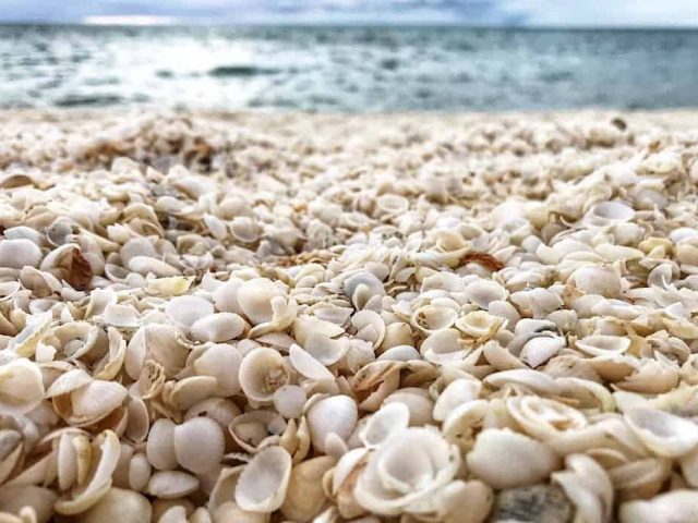 Cockle clams that create shell beach in Shark Bay