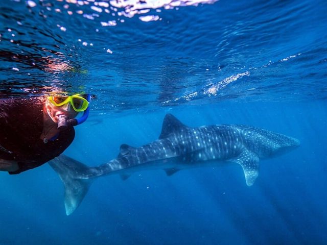 Bonnie swimming with a whale shark along the Ningaloo reef